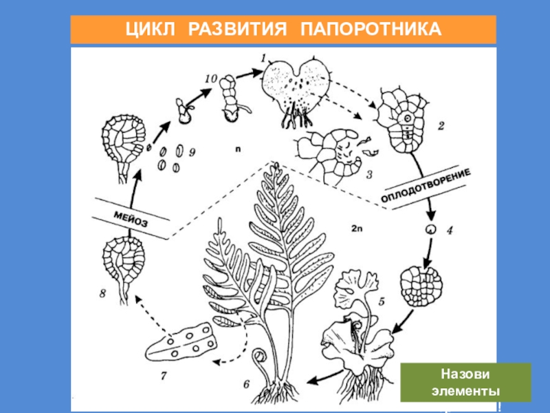 Папоротники жизненный цикл схема