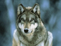 Презентация по чтению, тема  Буква В,в