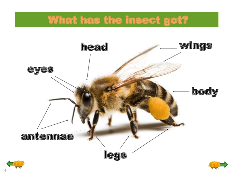 Жук на английском языке. Тема насекомые английский. Насекомые на английском 5 класс. Насекомые на английском языке 2 класс. Презентация по английскому языку на тему насекомые.