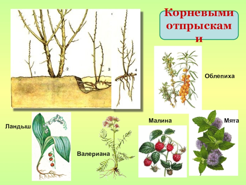 Размножение малины отпрысками