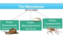 Презентация по биологии на тему Тип Моллюски