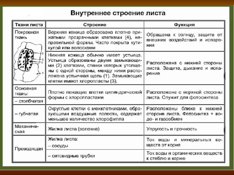 Внутреннее строение листьев таблица. Лист строение и функции листа. Функции тканей листа 6 класс. Таблица о строении и функциях тканей листа. Функции листа таблица.