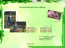 Презентация исследовательской работы Картошка
