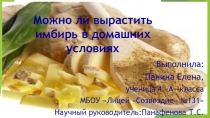 Презентация Можно ли вырастить имбирь в домашних условиях