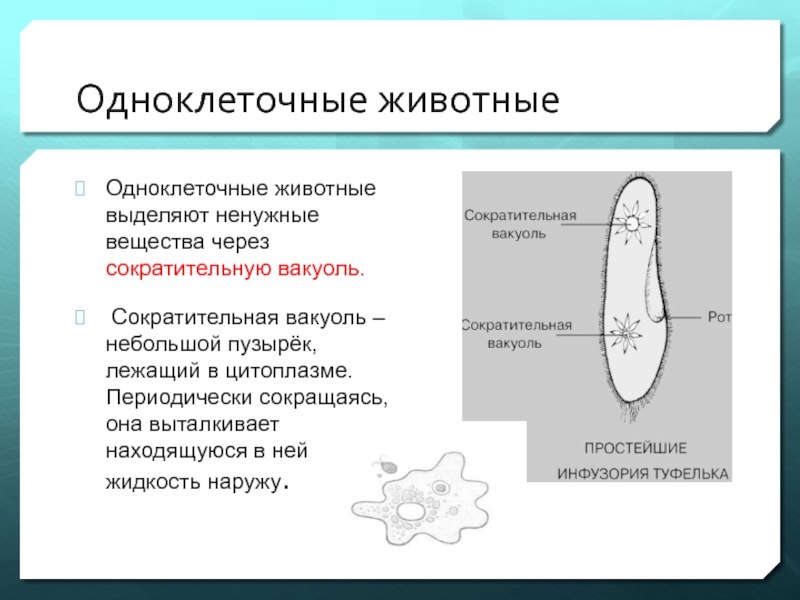 Реферат: Выделительная система