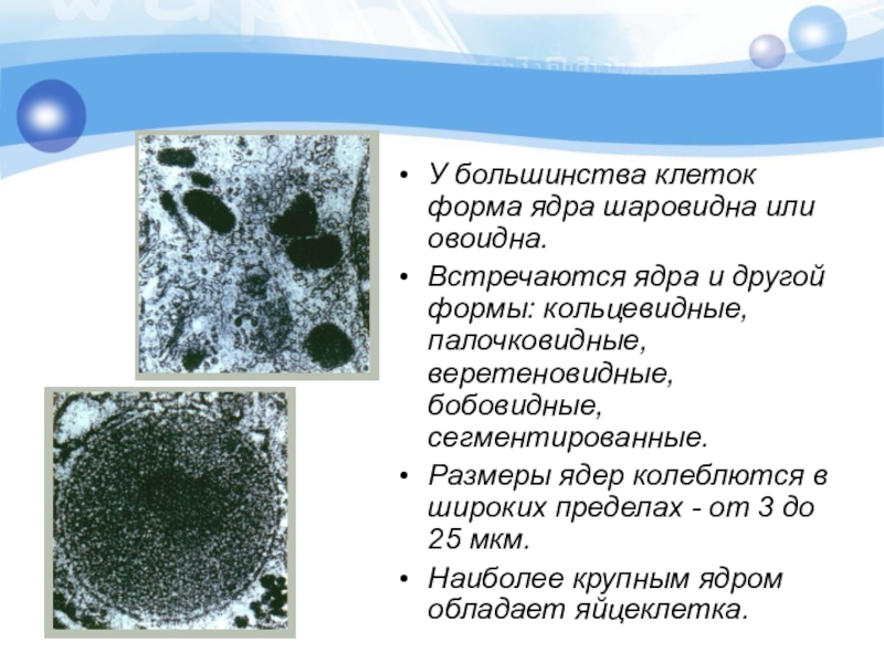 Большинство клеток. Формы ядра клетки. Шаровидная форма клетки. Пигментные клетки форма ядра. Сферическая форма ядра.