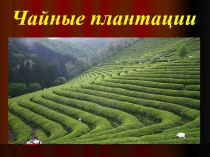 Занятие по внеурочной деятельности Что за чудо этот чай Пезентация.