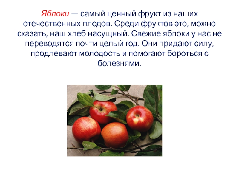 Яблоки — самый ценный фрукт из наших отечественных плодов. Среди фруктов это, можно сказать, наш хлеб насущный.