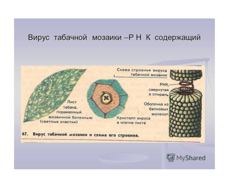 Биология 10 класс презентация. Строение вируса мозаики табака. Палочковидная (вирус табачной мозаики). Вирус табачной мозаики строение. Структура вируса табачной мозаики.