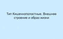 Презентация по биологии Тип Кишечнополостные (7 класс)