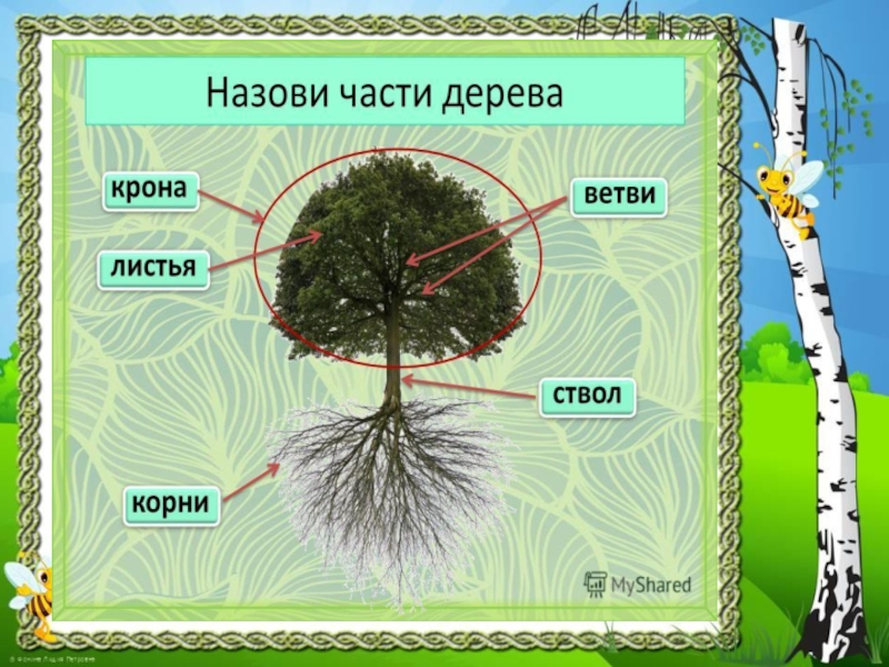 Строение дерева картинка для детей