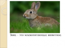 Презентация к уроку Знакомство с зайцем