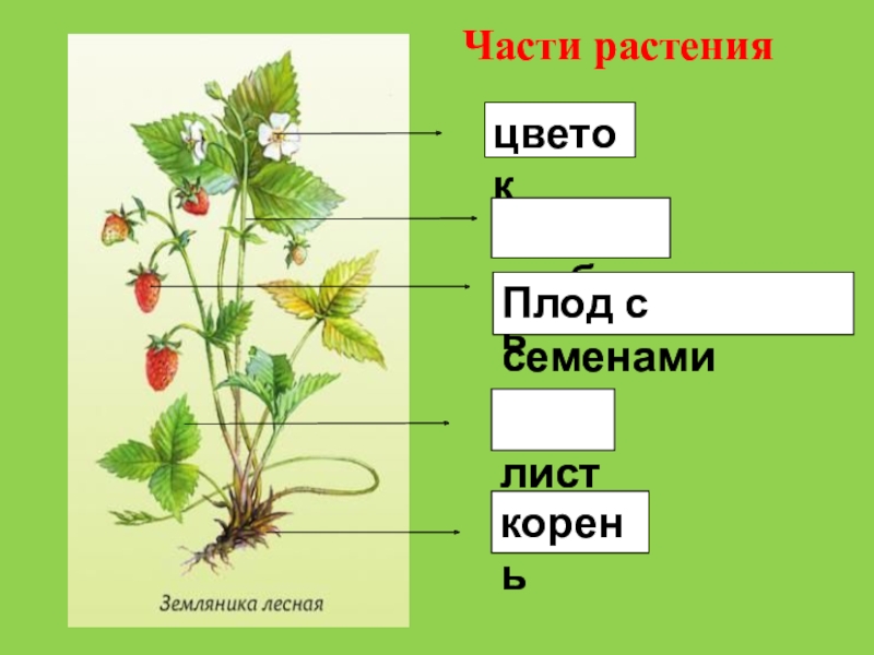 Запиши части растения. Части растения. Корень стебель лист плоды. Название частей растения. Земляника части растения.