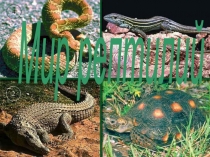 Презентация по биологии на тему Мир рептилий (7 класс)