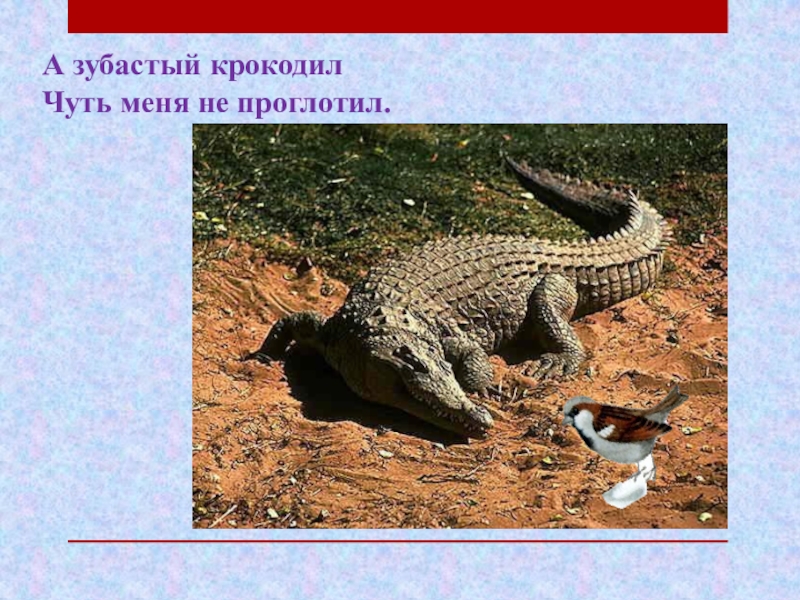 а зубастый крокодил чуть меня не проглотил. смешные цитаты гомера симпсона. чуть не съели. где обедал воробей иллюстрации к стихотворению. высказывания гомера симпсона.