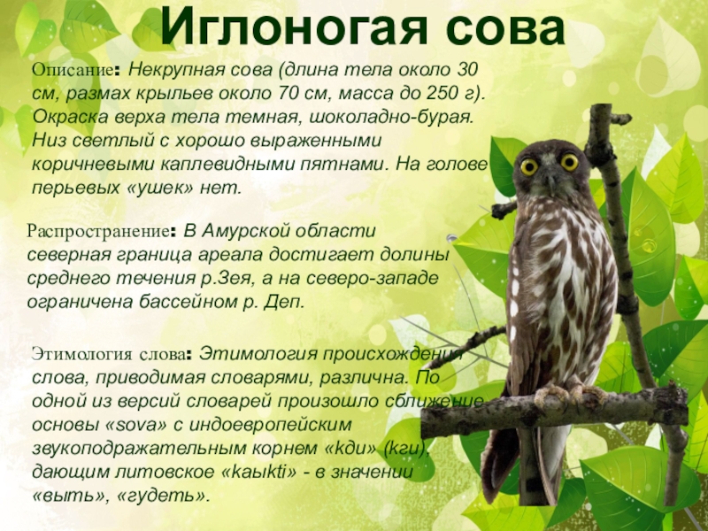 Сова описание. Описание Совы. Описать сову. Описание Совы 2 класс. Совята описание.