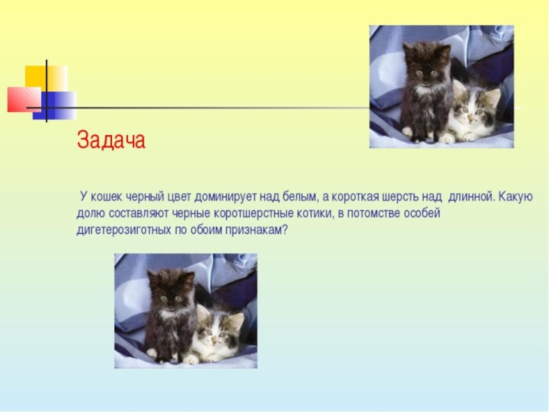 У собак черный цвет шерсти доминирует. Доминантная окраска кошек. Задача про кошек. Доминирующий цвет кошек. Цвет шерсти у кошек доминантный.