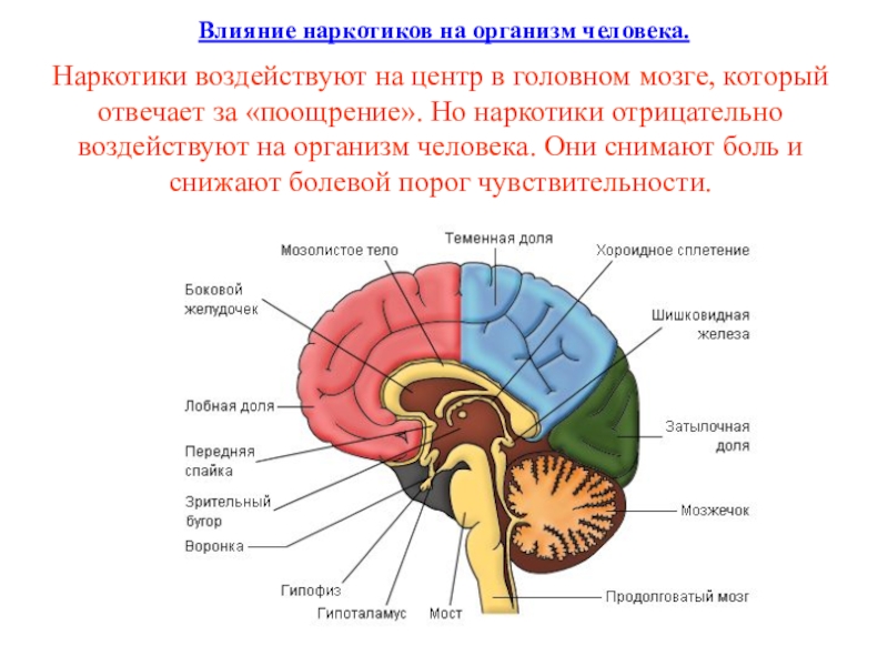 Центр слуха в каком отделе мозга. Речевой отдел в головном мозге. Схема головного мозга человека с зонами. Центр речи в головном мозге. Речевые зоны мозга.