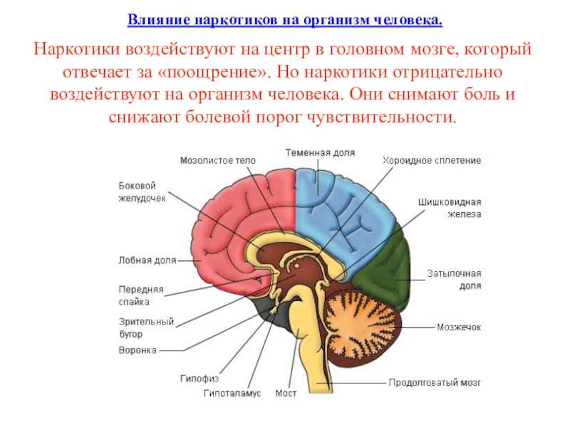 Центр речи в мозге человека