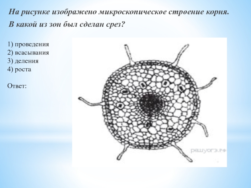 На рисунке изображено микроскопическое строение корня в какой из зон был сделан срез 1 всасывания