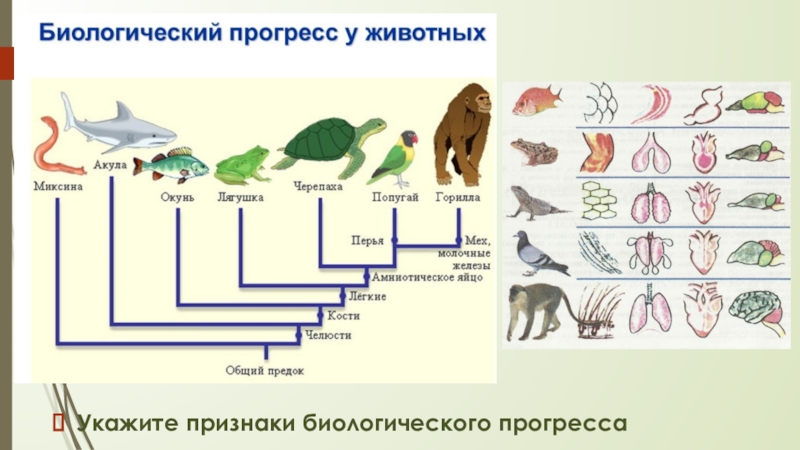 Прогресс два примера. Биологические Прогресс и регресс в эволюции животных. Биологический Прогресс примеры. Примеры биологическоготпрогресса. Биологический регресс примеры.