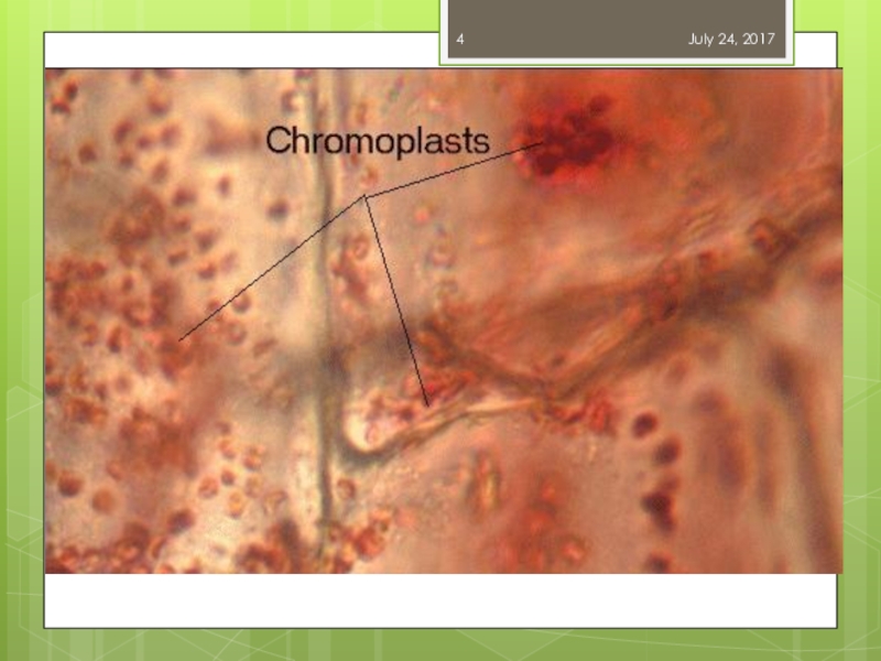 Клетка мякоти рябины. Микропрепарат хромопласты. Хромопласты томата микроскопом. Хромопласт микрофотография. Хромопласты шиповника.