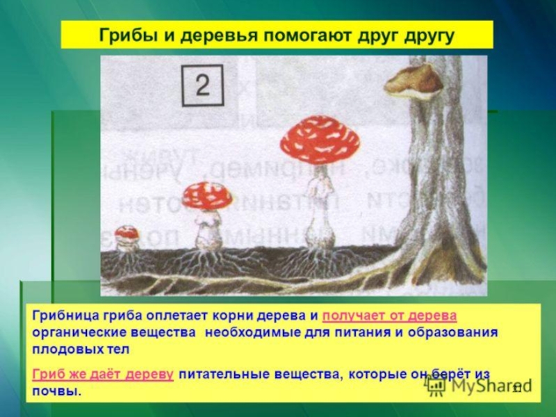 У некоторых грибов нити грибницы представляют собой. Как грибы связаны с деревьями. Что дает гриб дереву. Шляпочные грибы. Симбиоз шляпочных грибов и деревьев.