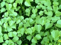 Презентация по биологии по теме Клеточное строение листа (6 класс)