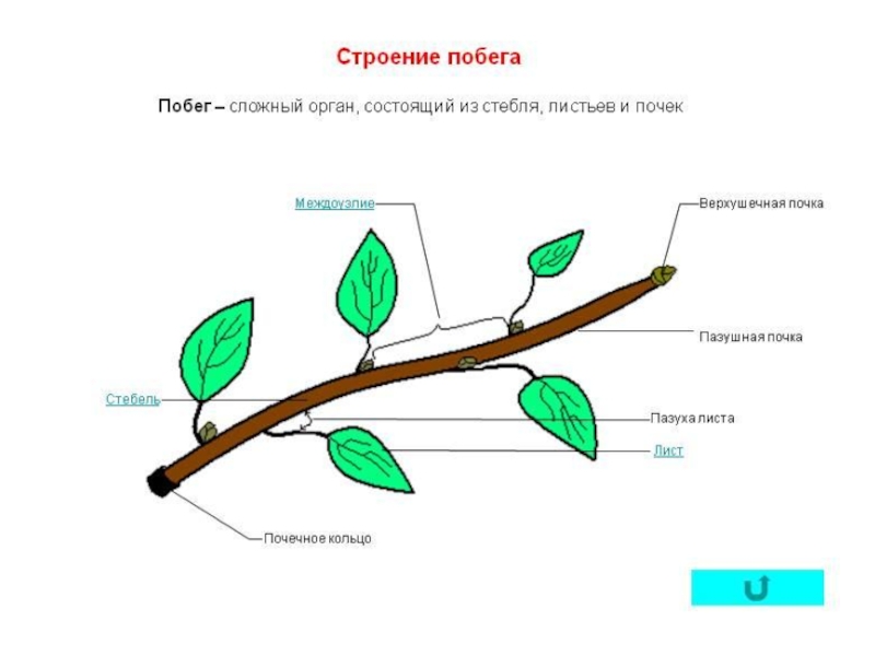 Биология строение побега. Строение побега цветкового растения. Строение побега покрытосеменных. Схему строения побега и почки. Биология схема строения побега.