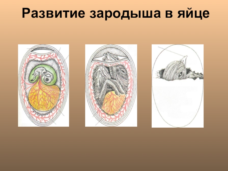 Развитие зародыша презентация