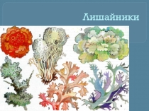 Презентация по биологии на тему Лишайники
