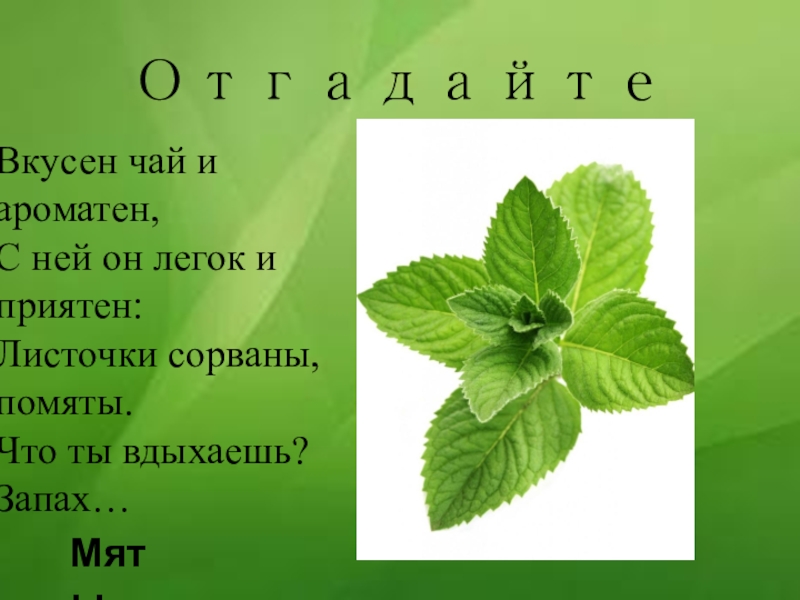 Ты пахнешь мятой в футболочке. Запах мяты значение. Пахнешь мятой. Ты пахнешь мятой текст. Ты пахнешь мятой в футболочке помятой.