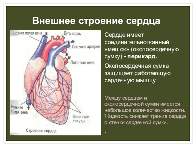 Работа сердца биология. Строение сердца 8 класс биология. Биология 8 класс сердце строение и функции. Строение сердца 8 класс биология кратко. Рис 35 строение сердца.