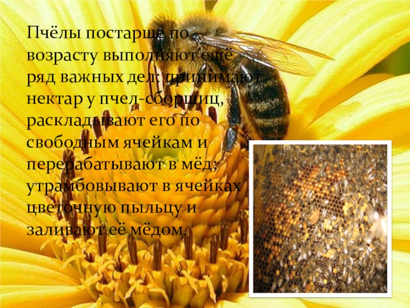 Текст и выполни задания пчелы. Исследовательская работа про пчел. Пчелы по возрасту. Сообщение о пчелах 2 класс. Пчелы в деле.