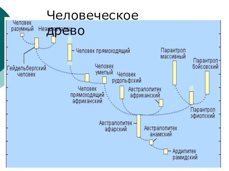 Древо человека. Эволюция человека генеалогическое Древо человека. Генеалогическое Древо хомо сапиенс. Происхождение человека генеалогическое дерево. Древо происхождения человека.