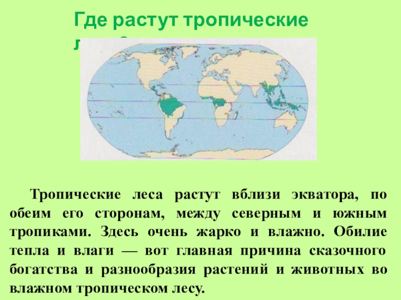 Тропик состав. Где тропическ е леса в России. Где находится тропики в России. Карта тропических лесов карта 4 класс. 22 Июня день тропического леса.