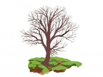 Презентация к уроку изобразительного искусства Рисуем деревья