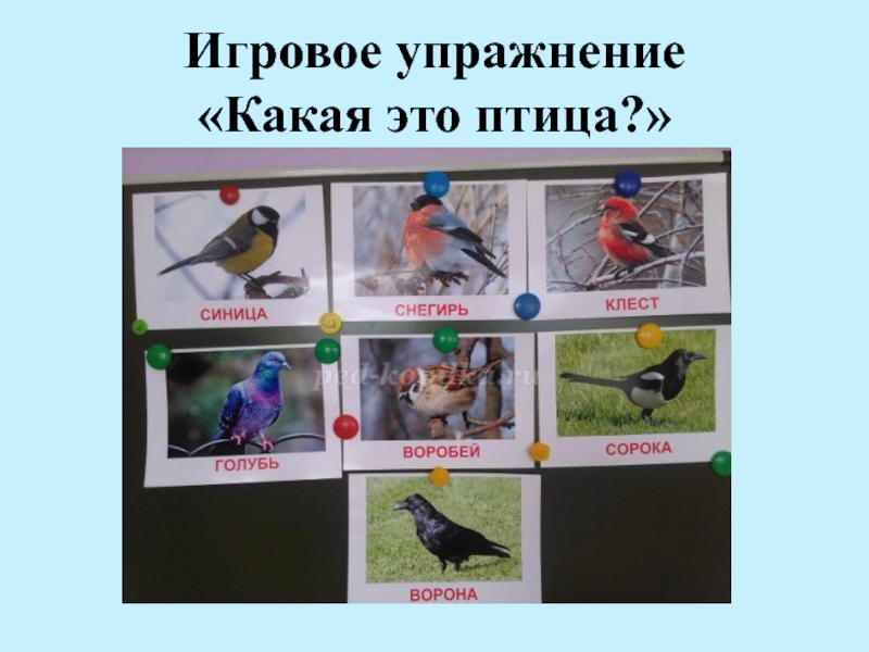 Планирование по теме птицы средняя группа. Тема птицы в средней группе. Проект птицы в средней группе. Презентация для детей средней группы на тему птицы. Проект зимующие птицы в средней группе краткосрочный.