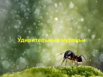 Знакомство детей дошкольного возраста с удивительным миром муравьев