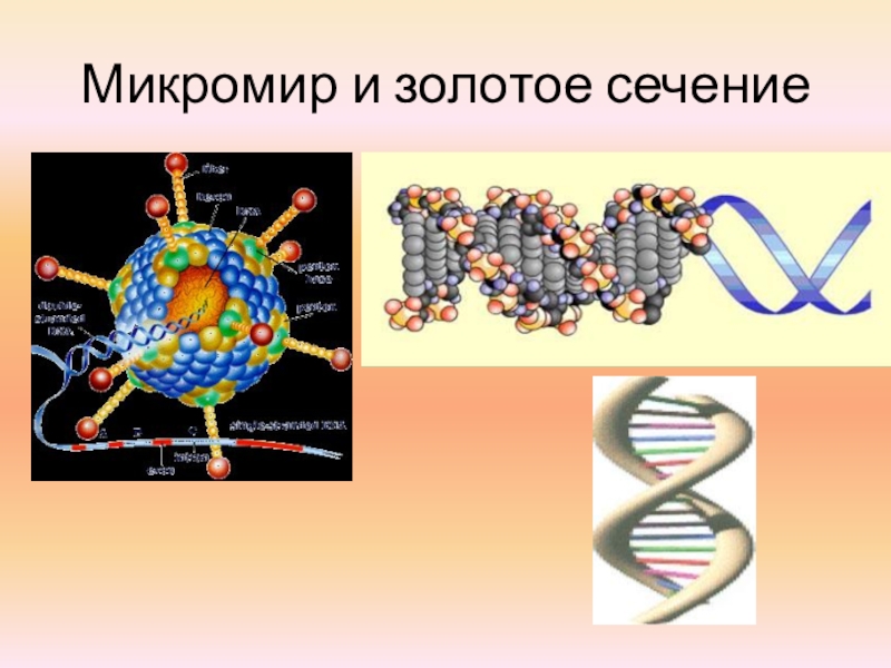 Золотое сечение ДНК.