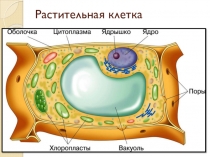 Презентация по биологии на тему Ткани растений (5 класс)