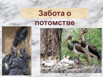 Презентация по окружающему миру для 1 класса, Гармония Размножение птиц.