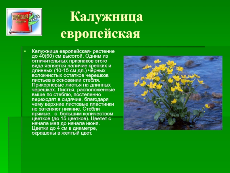 Лекарственные растения липецкой области фото и описание