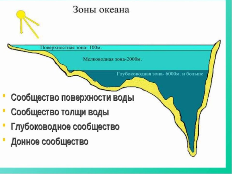Географические зоны океана. Зоны океана. Сообщество толщи воды. Экологические зоны океана. Океанические зоны по глубине.