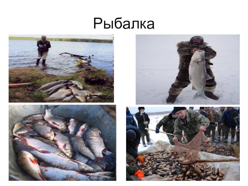 Югра рыбалка. Рыбалка в Югре ХМАО. Рыбалка Югра. 90% Рыбалок. Рыболовство Югра.