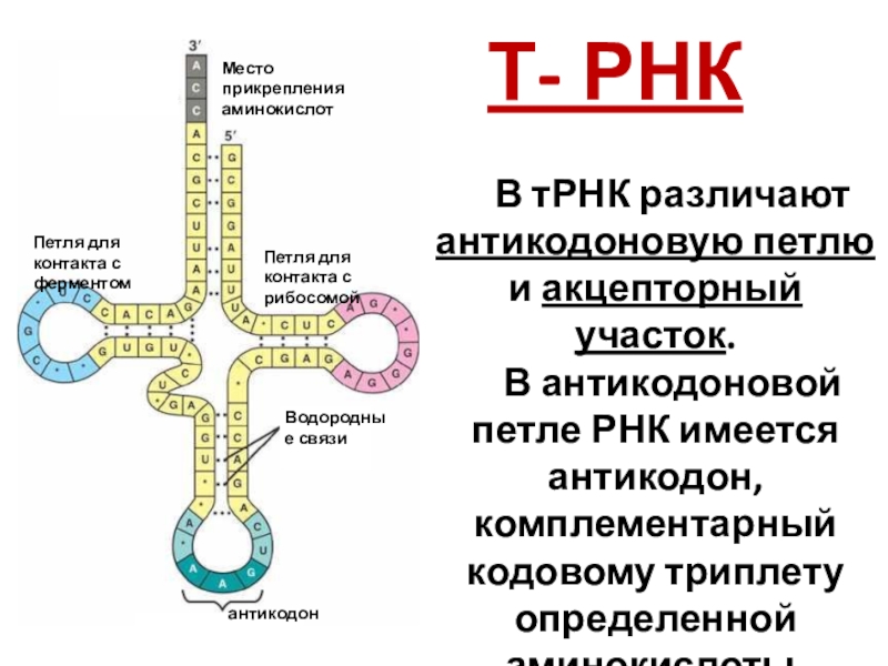 Трансляция фото биология