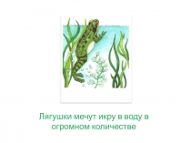 Превращение головастика