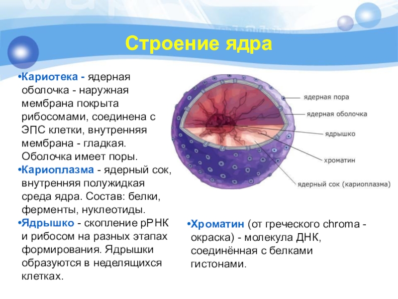 Покрывает клетку снаружи. Ядерная оболочка кариотека. Строение ядерной оболочки ядра. Ядро мембрана ядерный сок ядрышко нуклеосомы. Структура мембраны ядра.