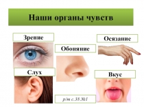 Презентация по окружающему миру на тему:Наши органы чувств