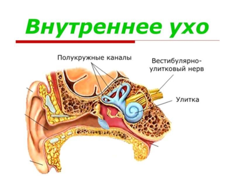 Среднее и внутреннее ухо расположены в. Строение внутреннего уха человека. Анатомические структуры внутреннего уха. Строение уха внутреннее ухо. Внутреннее ухо орган слуха строение и функции.